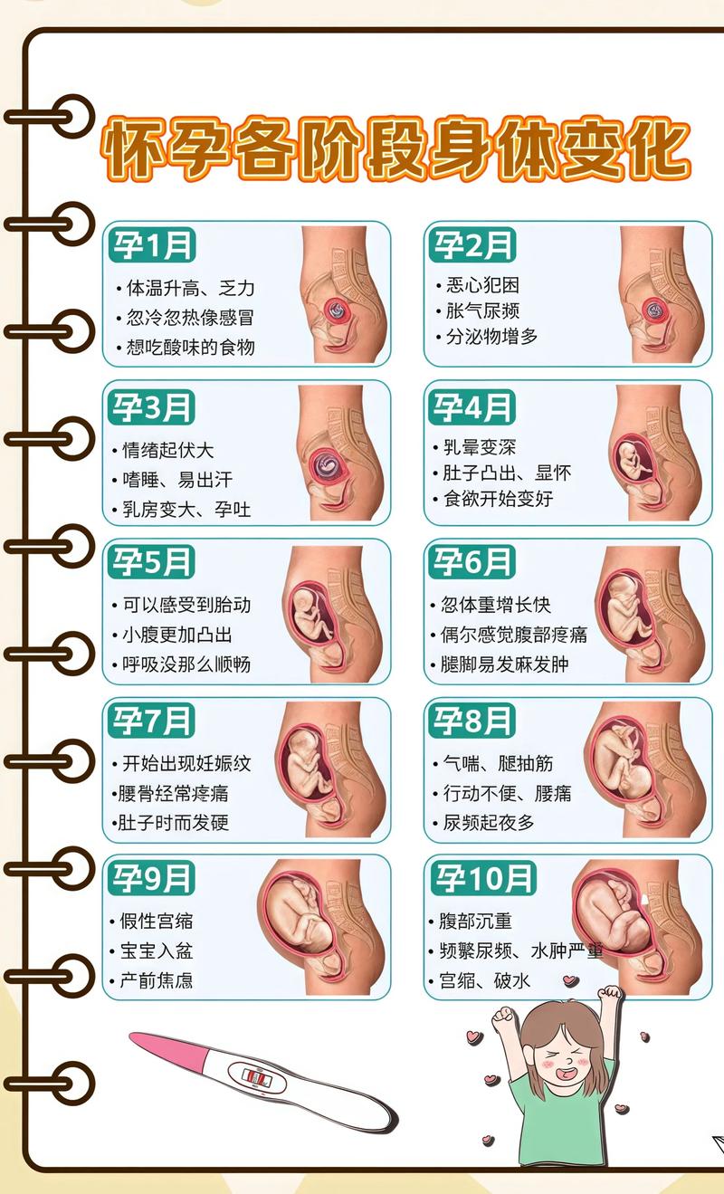 揭秘供卵代孕妈妈怀孕小腹分两节，孕期变化的奥秘贵阳代生机构: